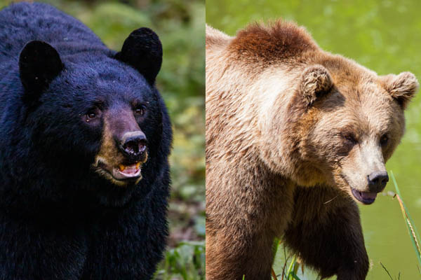 best caliber for bear defense - black vs grizzly bear
